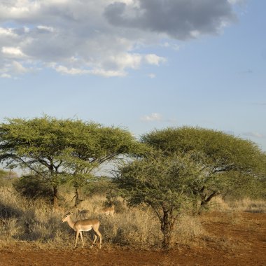 Afrika peyzaj