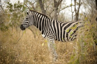 Çalılıklarda bir zebra