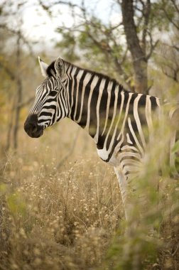 Çalılıklarda bir zebra