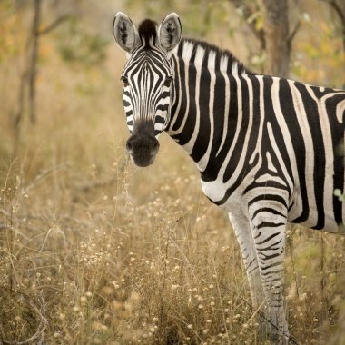 Çalılıklarda bir zebra