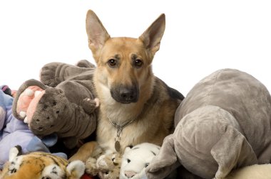teddy ve bir Alman çoban yığını