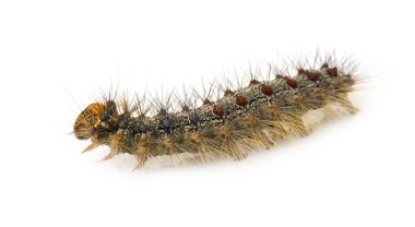 Gypsy moth caterpillar - Lymantria dispar clipart
