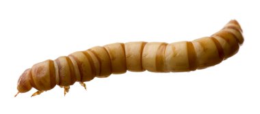 larvalı - tenebrio molitor larva