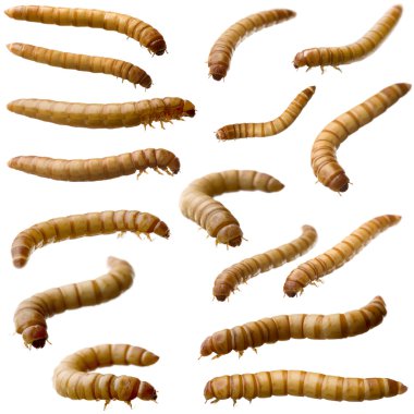 16 Larva of Mealworm - Tenebrio molitor clipart