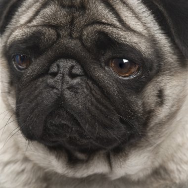 Pug (4 yıl)