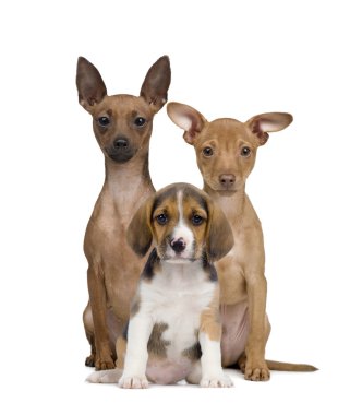 Portrait of Miniature Pinschers and Beagle puppy sitting in fron clipart