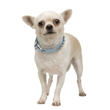 Chihuahua (3 yıl)