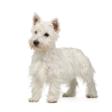 West Highland White Terrier (5 months) clipart