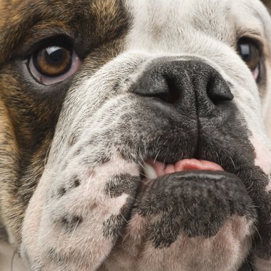 İngilizce Bulldog (6 ay)