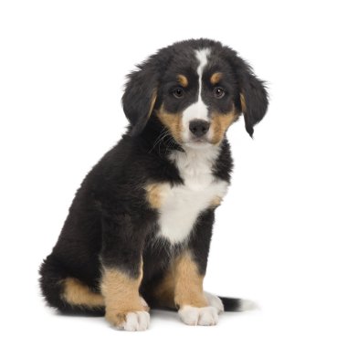 Bernese mountain dog (7 weeks) clipart