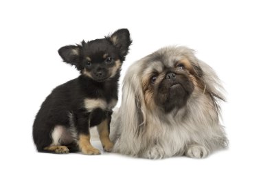 bir pekingese ve bir chihuahua