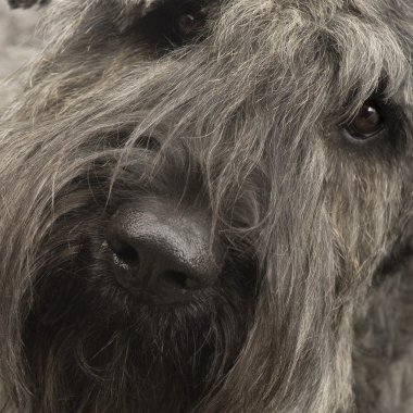 Bouvier des Flandres