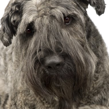 Bouvier des Flandres