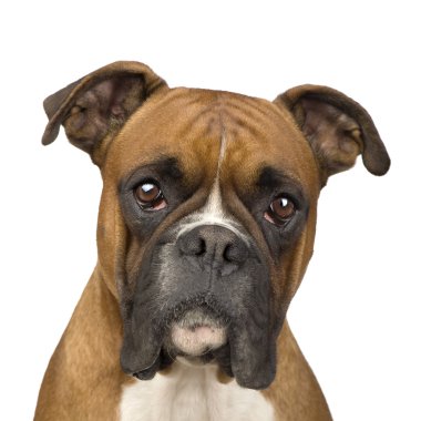 Boxer (2 years) clipart