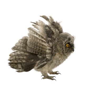 Long-eared Owl - Asio otus (7 weeks) clipart