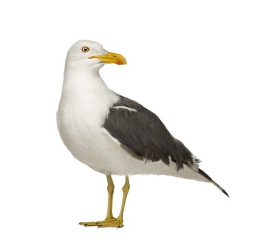 Herring Gull - Larus argentatus (3 years) clipart