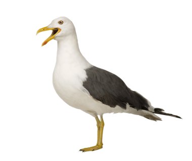 Ringa martı - Larus argentatus (3 yıl)