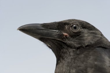 Young Carrion Crow - Corvus corone (4 months) clipart