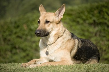 Alman çoban köpeği