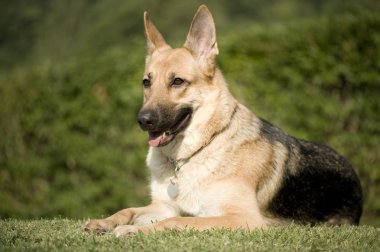 Alman çoban köpeği