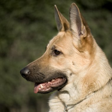 Alman çoban köpeği