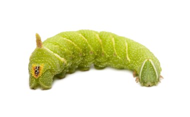 kireç Şahin-güve caterpillar - mimas tiliae