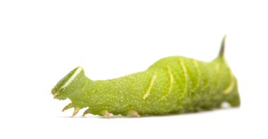 kireç Şahin-güve caterpillar - mimas tiliae