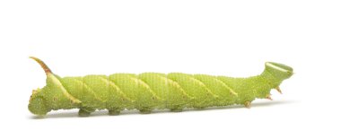 kireç Şahin-güve caterpillar - mimas tiliae