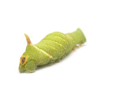 kireç Şahin-güve caterpillar - mimas tiliae