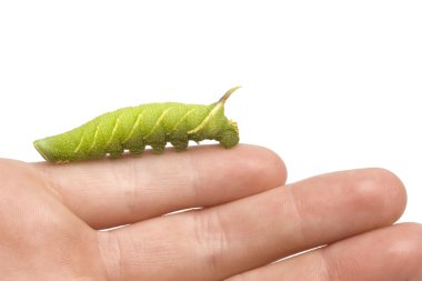 kireç Şahin-güve caterpillar - mimas tiliae