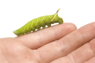 kireç Şahin-güve caterpillar - mimas tiliae