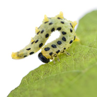 Sawflies caterpillar - Arge rosae clipart