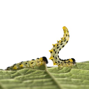 Zarkanatlılar caterpillar - arge rosae