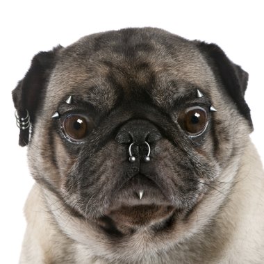 Portrait of pug with nose and face piercings in front of white b clipart