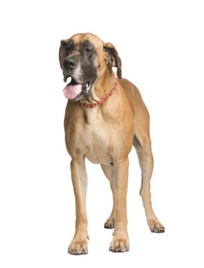 Great Dane (3 years) clipart