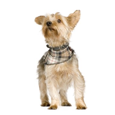 Yorkshire Terrier (3 yıl)