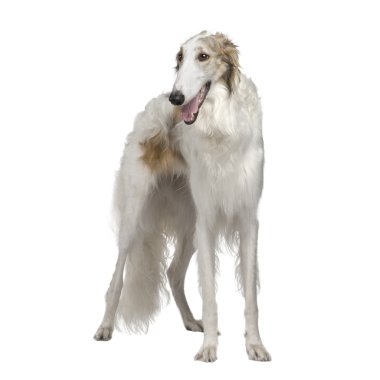Borzoi - Russian Wolfhound (15 months) clipart