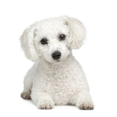 Bichon Frise