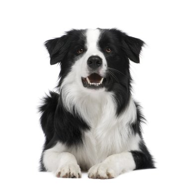 Border Collie (15 months) clipart