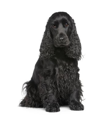 İngiliz Cocker Spaniel (2 yıl)