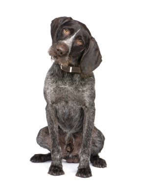 German Shorthaired Pointer (4 years) clipart