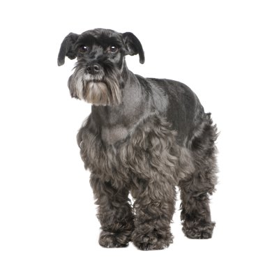 Standart Schnauzer (8 yıl)