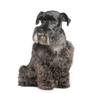 Standart Schnauzer (8 yıl)