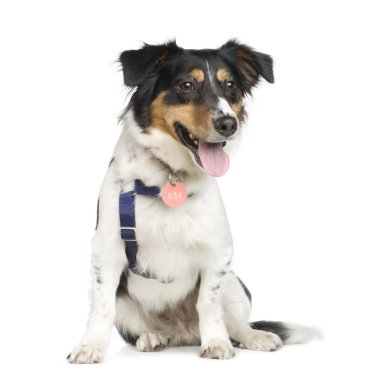 Mixed-Breed Dog with a jack russel (18 months) clipart