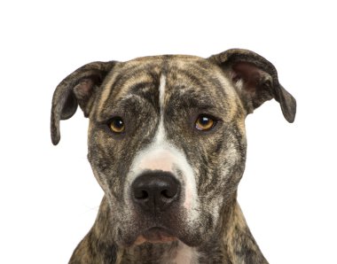 American Staffordshire terrier (18 months) in front of a white background clipart