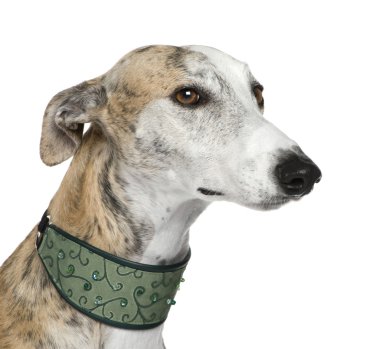 Galgo Espanol (4 yıl)