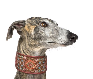 Galgo Espanol (4 yıl)