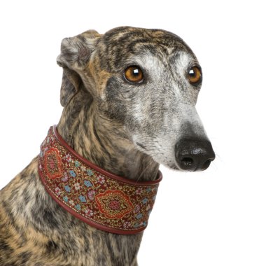 Galgo Espanol (4 yıl)