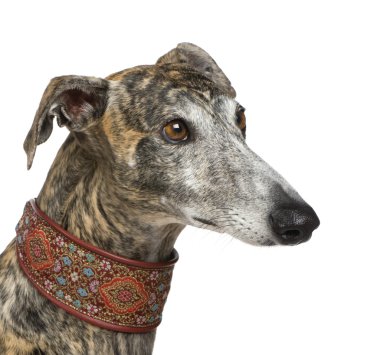 Galgo Espanol (4 yıl)