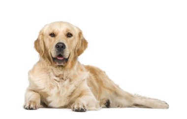 Golden Retriever (2 years) clipart